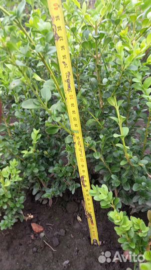 Саженцы самшита