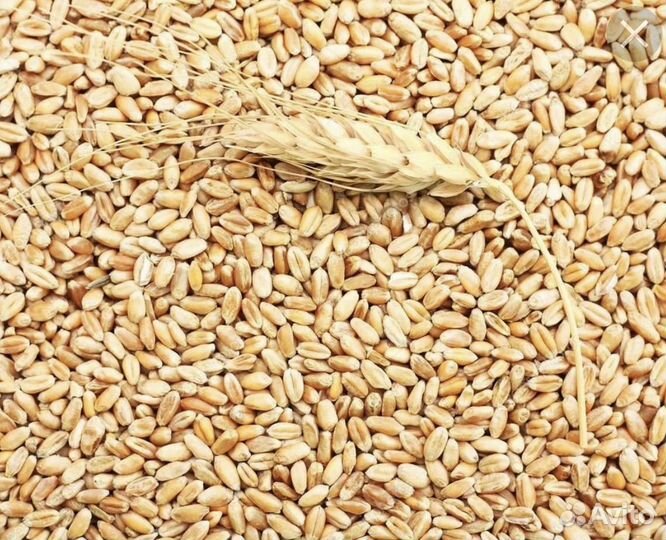 Продам пшеницу 2023 года