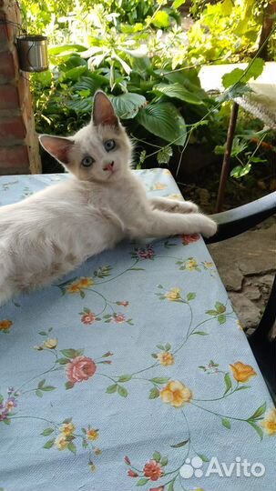 Турецкая ангора