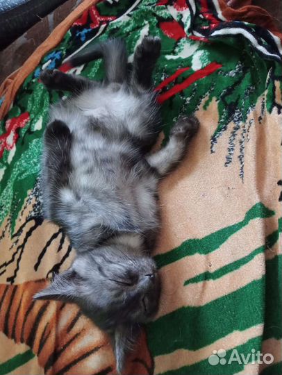 Котята в добрые руки бесплатно