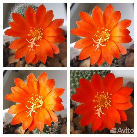 Кактус Rebutia marsoneri, Rebutia pulvinosa семена