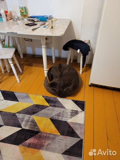 Гостиница для собак передержка