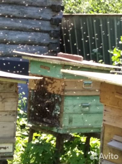 Пчёлосемьи