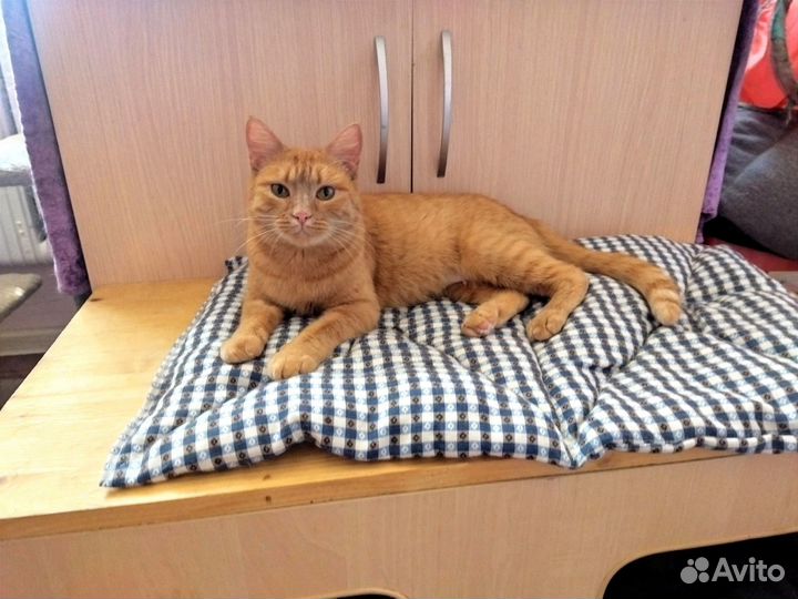 Рыжая кошка (из приюта)