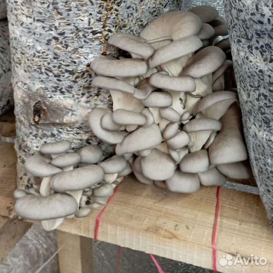 Мицелий вешенки зерновой