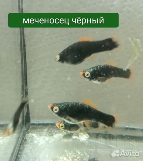 Аквариумные рыбки
