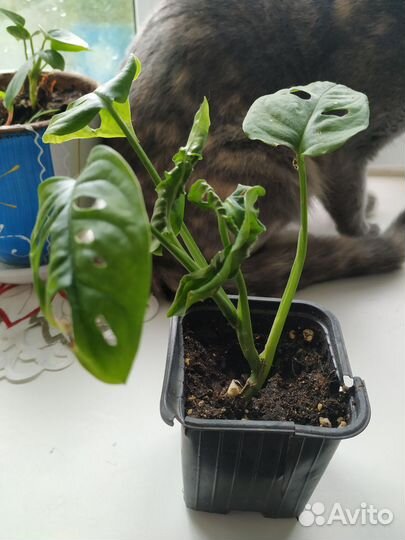 Монстера Адансона, фикус Бенджамина