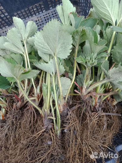 Продам саженцы Виктории