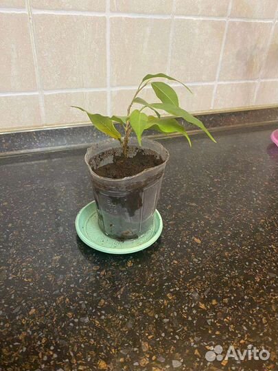 Фикус бенджамина