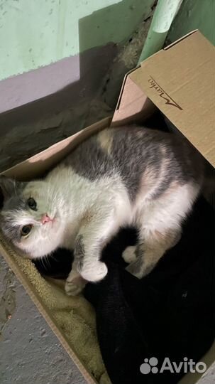 Кошечка в добрые руки