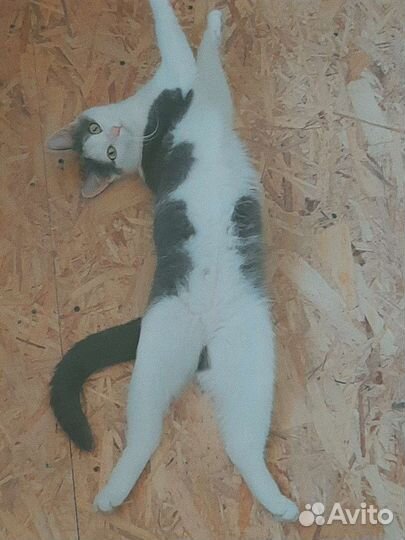 Кошка бесплатно