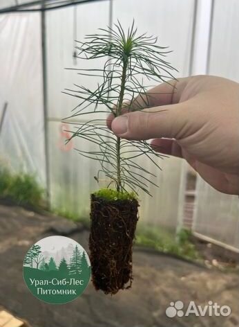 Сеянцы зкс Сосна Ель Лиственница окс Голуб Горн