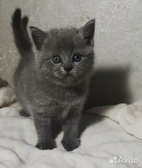 Сибирские котята