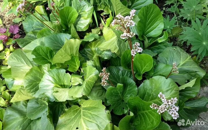 Бадан саженцы