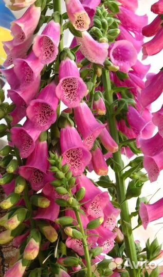 Саженцы многолетних цветов