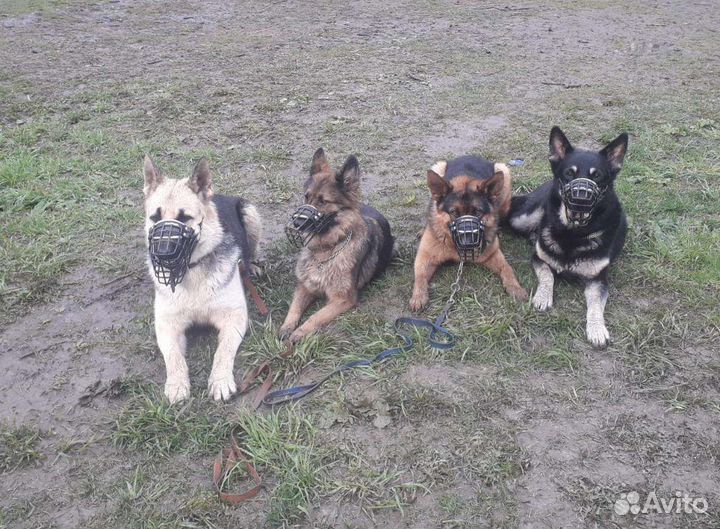 Помогу выбрать щенка овчарки