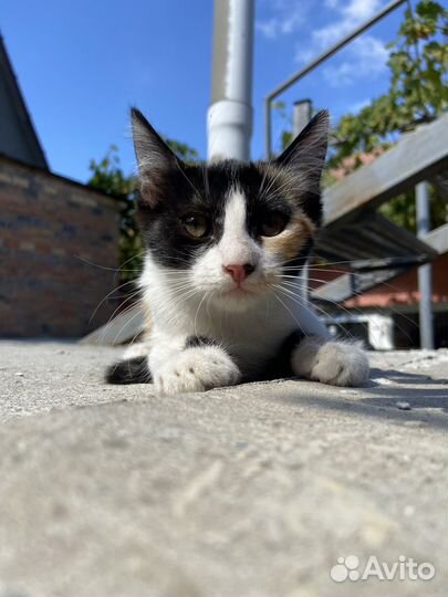 Трехцветные котята в добрые руки