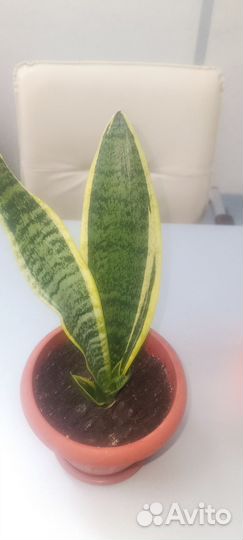 Сансевиерия