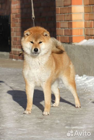 Щенки Сиба ину