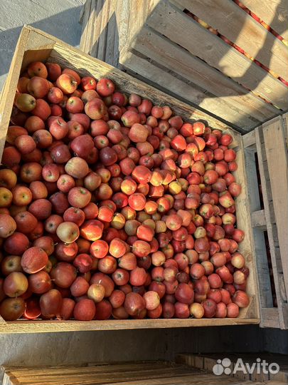Яблоки оптом