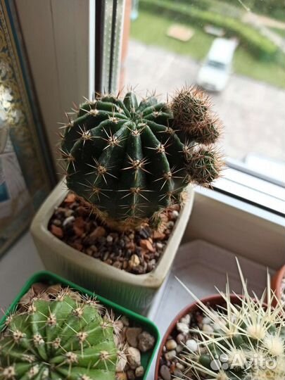 Кактусы и суккуленты