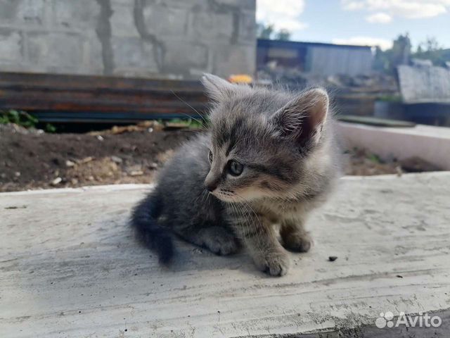 Животные миллерово. 4 Драгых котенка. Авито растения животные Миллерово.