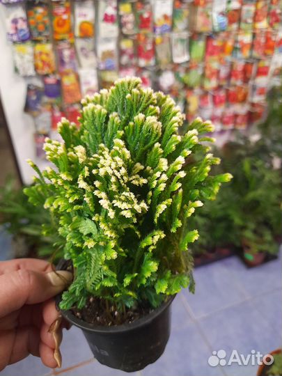 Продаю комнатные цветы