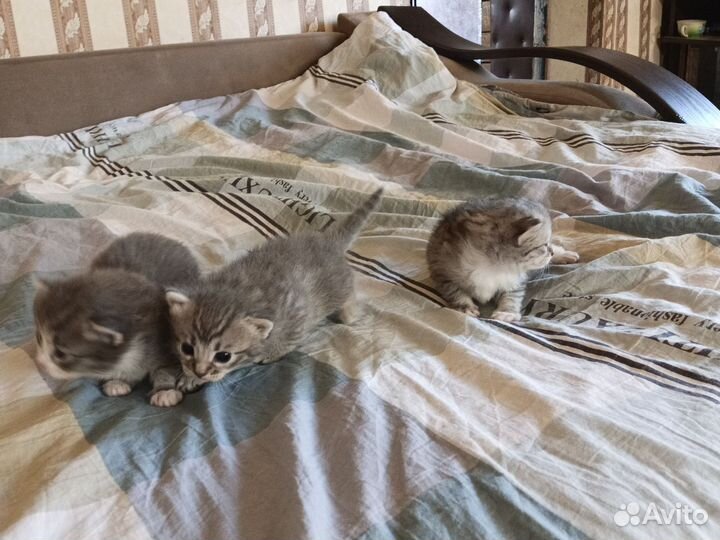 Котята в добрые руки