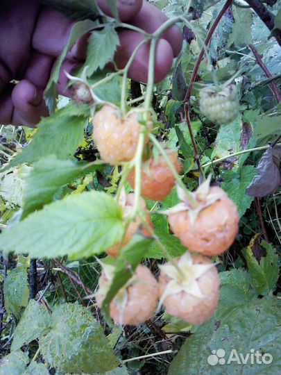 Земляника Клубника слива ирга ива малина ремонтант