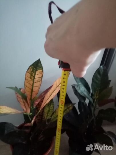 Кротон(Кодиеум )миссис айстон