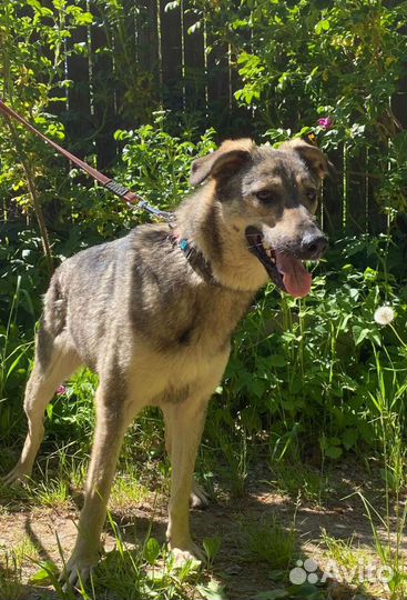 Собака Нора в добрые руки