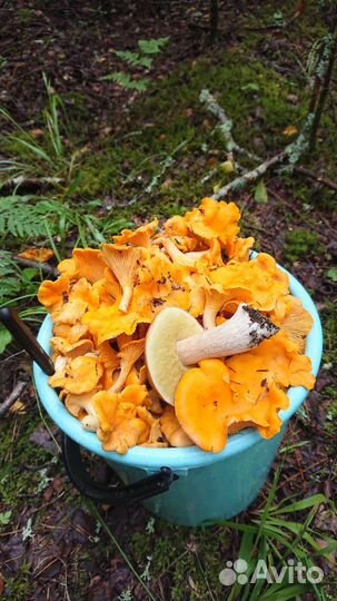 Продам лисичку