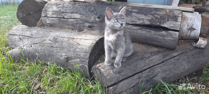 Котята и котик