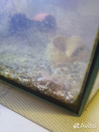 Аквариум с рыбками и лягушками