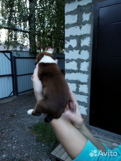 Щенки немецкого боксера