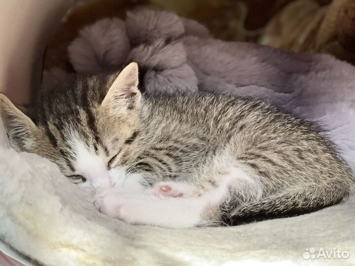 Котенок в добрые руки