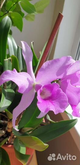 Каттлея/Cattleya