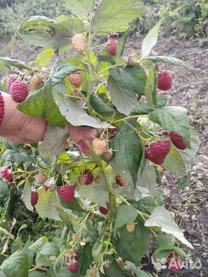 Саженцы малины