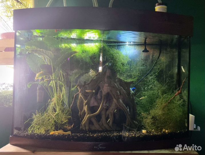 Аквариум