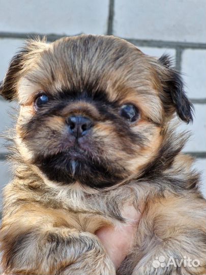 Продаются щенки карликового пекинса