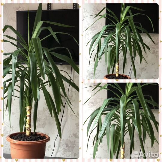 Пальма юкка 110 см