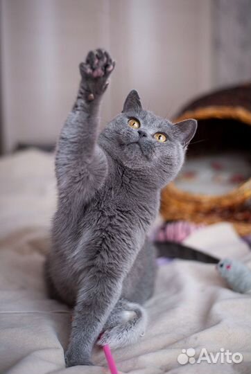 Британка ищет дом