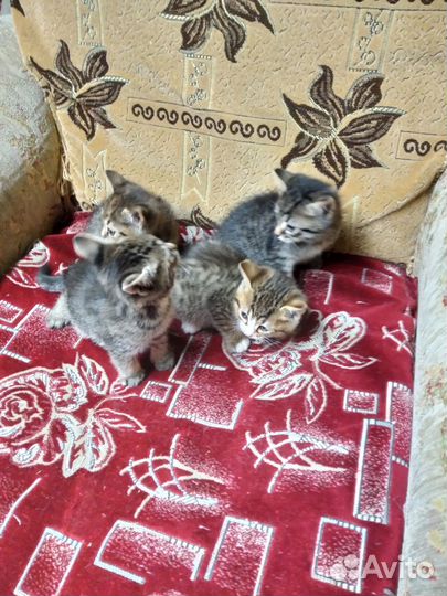 Котята в добрые руки