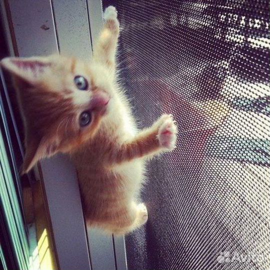 Москитная сетка