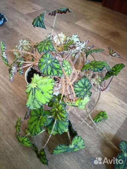 Бегония тигровая