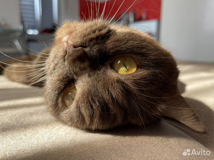 Передержка животных собак / кошек