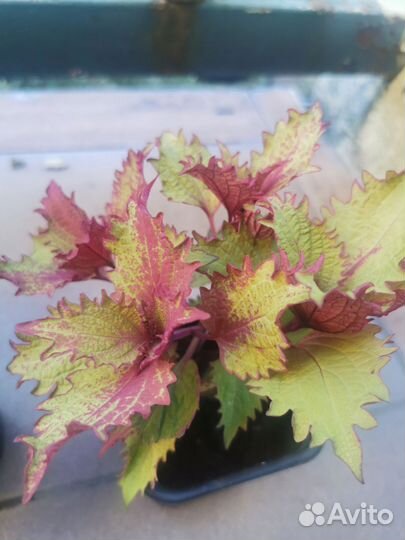 Домашние цветы