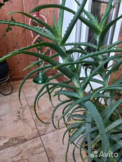 Алоэ отростки 