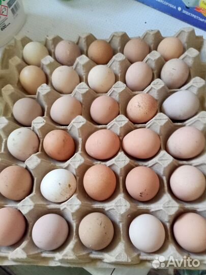 Инкубационные цесариные яйца