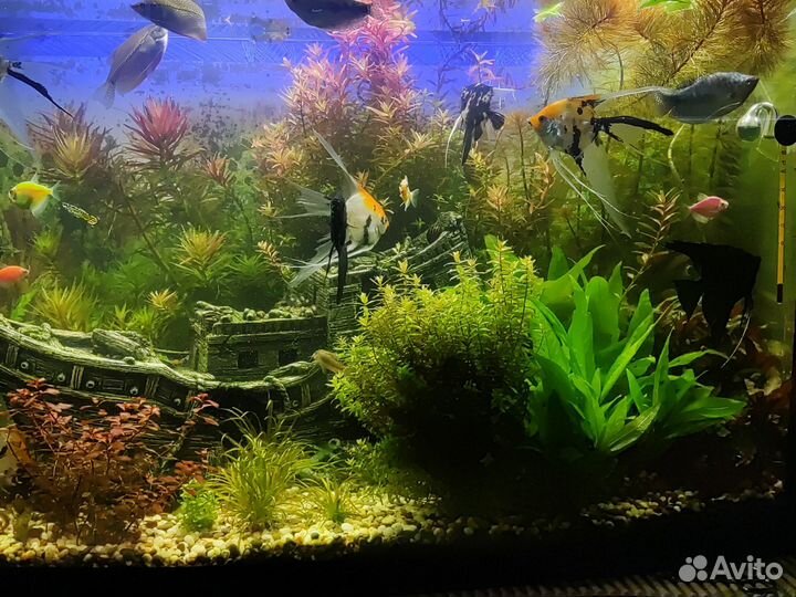 Аквариумные растения